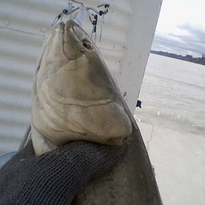 2nd ugly bowfin I've caught. Caught July 9 2021.jpg