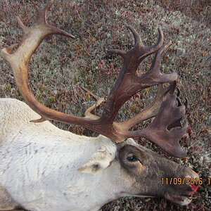 Buchans NFLD 2016 caribou hunt 030.JPG