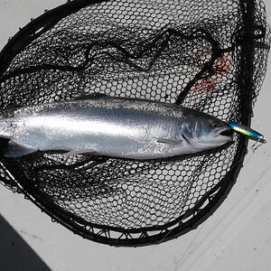 8 lb. steelhead.jpg