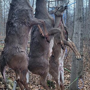 2022 dec deer.jpg