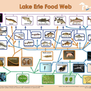 GREAT LAKES FOOD WEB LAKE ERIE.png