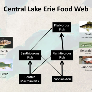 GREAT LAKES FOOD WEB CENTRAL LAKE ERIE.png