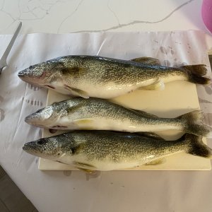 IMG_8719.jpeg