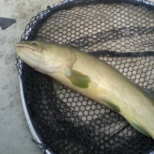 Ugly Bowfin complete with glowin pectoral fins that I caught June 5 2023.jpg