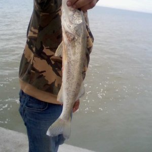 Small Walleye 2lbs ish caught off the pier by a nice older lady June 22 2023 Her son is holdin...jpg