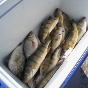 First good day of the 2023 season. May 24. 19 yellows and 3 white perch came home - Copy.jpg