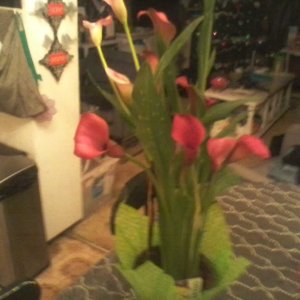 Pretty flower from Anita and Nick for Christmas.jpg