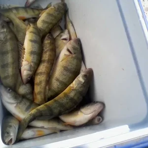 30 yellows caught May 26 2023.jpg