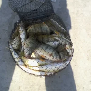 LIMIT 50 Yellow Perch June 19 2020 Pt Bruce Pier (3).jpg