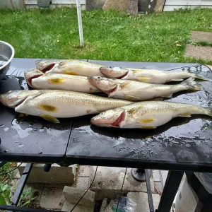 First trip out with Tailfeathers 2024 full catch plus what I brought home (1).jpg