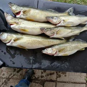 First trip out with Tailfeathers 2024 full catch plus what I brought home (3).jpg