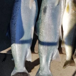 sunday bows.jpg