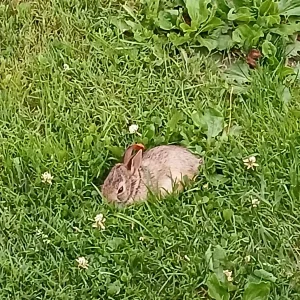 Baby Rabbit in our yard morning of July 15 2024 (1).jpg