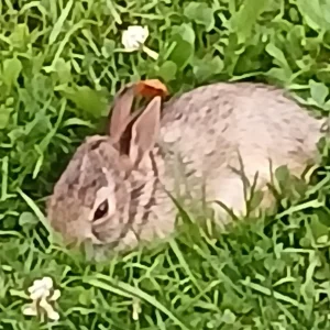 Baby Rabbit in our yard morning of July 15 2024 (2).jpg
