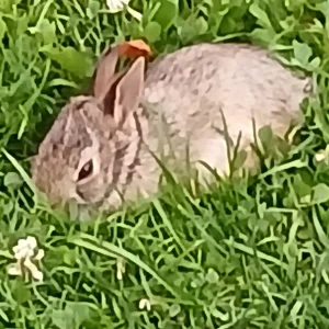 Baby Rabbit in our yard morning of July 15 2024 (3).jpg
