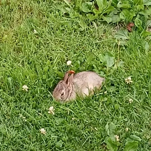 Baby Rabbit in our yard morning of July 15 2024 (4).jpg