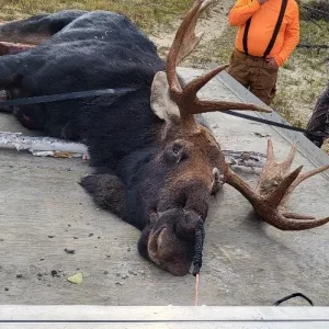 Media 'moose 2024 1.jpg' in category 'Hunting Gallery'