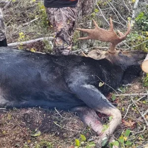 Media 'moose 2024 2.jpg' in category 'Hunting Gallery'