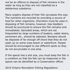Disposal of fish guts in lake.webp