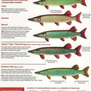 Know the Difference 2_0001.webp