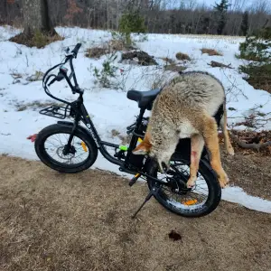 Ebike Coyote.webp
