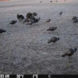 turkey1.webp