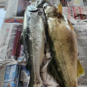 Media '20250617_182125.webp' in category 'Fishing Gallery'