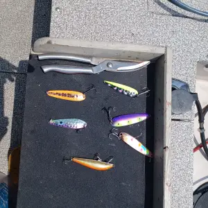Media '20250617_123228.webp' in category 'Fishing Gallery'