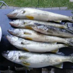 Media 'Out with Skinny Tiller out of Pt Bruce June 29 2025. He picked me off the pier. 2 man limit i...webp' in category 'Fishing Gallery'