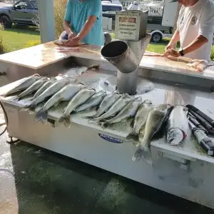 Media 'this mornings take.webp' in category 'Fishing Gallery'