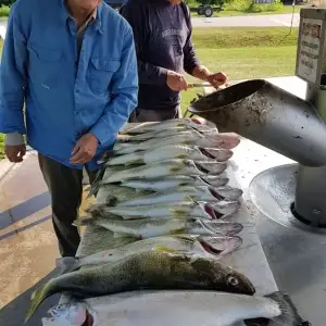 Media 'Storman Norman and the fish we got this morning 12 Wallyès and 1 bow.webp' in category 'Fishing Gallery'