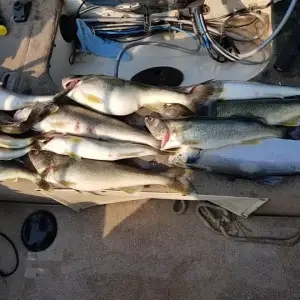 Media '12 Wallyès and a bow.webp' in category 'Fishing Gallery'