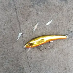 this is the tiny bait they were barfing up.webp