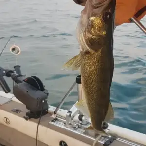 tossing back perfect eaters.webp