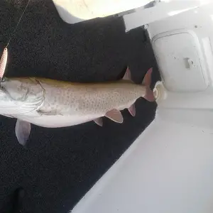 Media '20250803_174233.webp' in category 'Fishing Gallery'