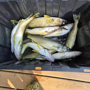Media '20250810_172441.webp' in category 'Fishing Gallery'