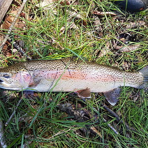 April 24 2021 Opener day Trout 017.jpg