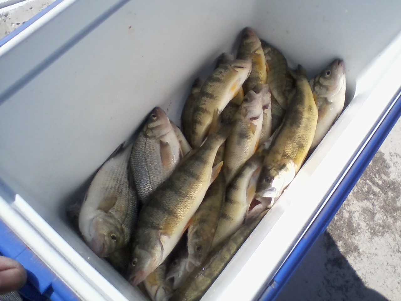 First good day of the 2023 season. May 24. 19 yellows and 3 white perch came home.jpg