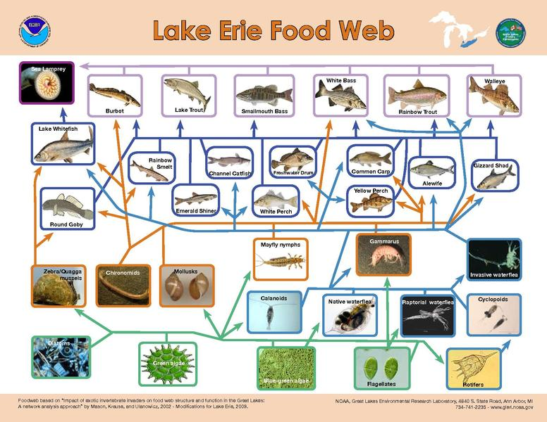 GREAT LAKES FOOD WEB LAKE ERIE.png