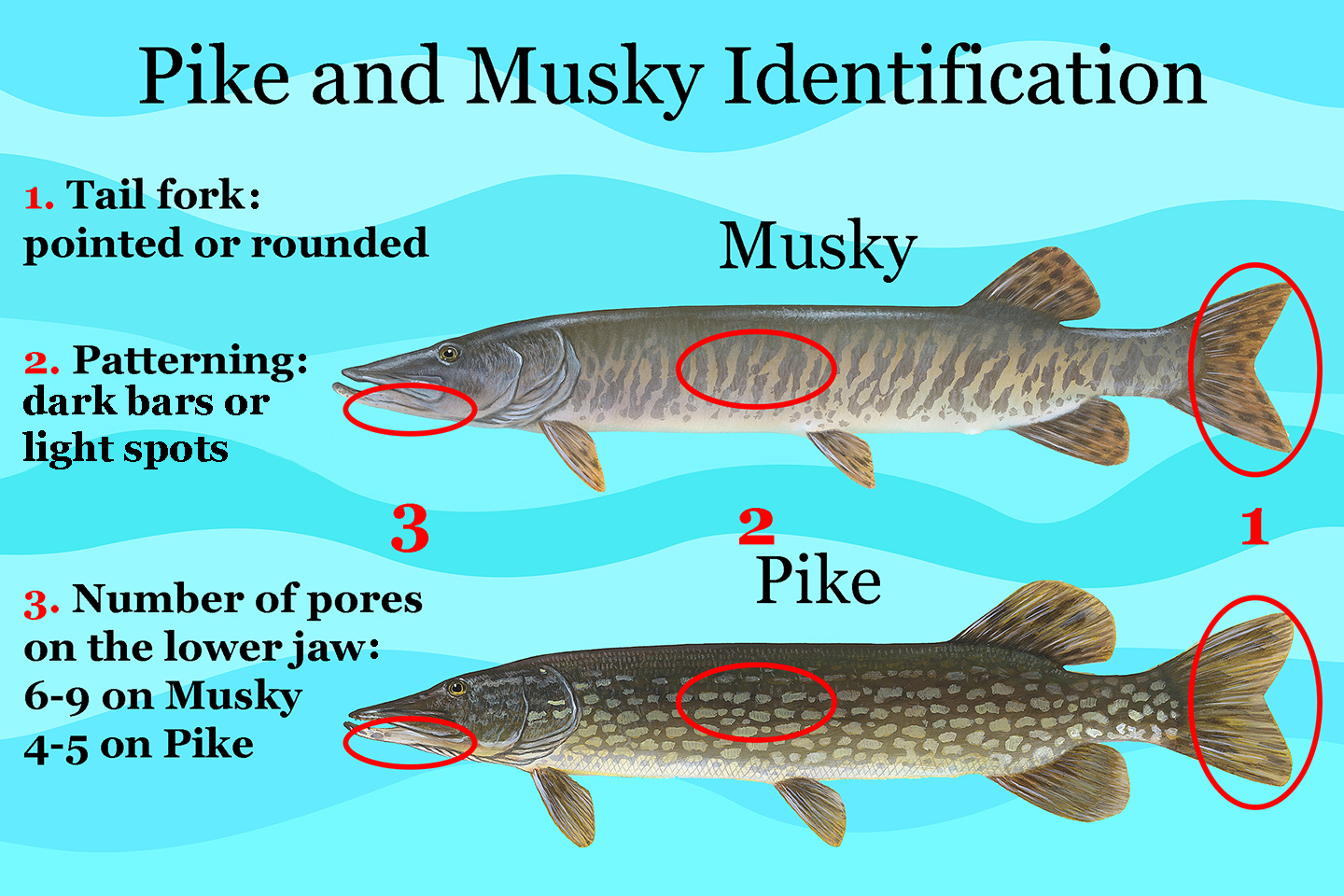 Muskie-vs-Pike-species-identification.jpg