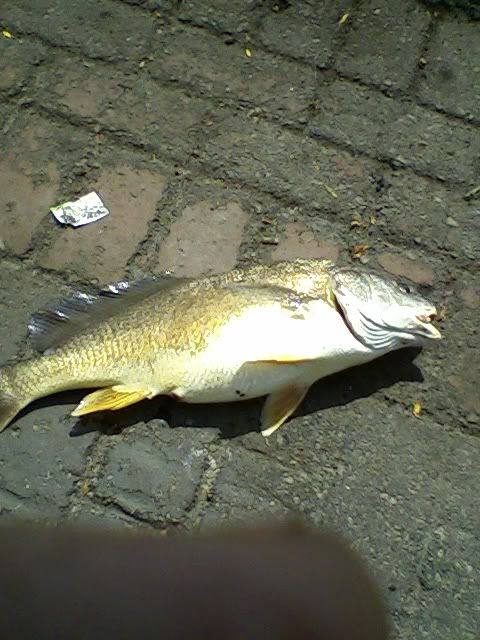 Sheepshead.jpg