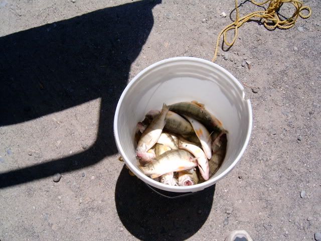 PortBruceperchJuly262011003.jpg