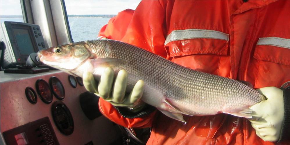 A scientist wearing an orange jacket and gloves holding a whitefish