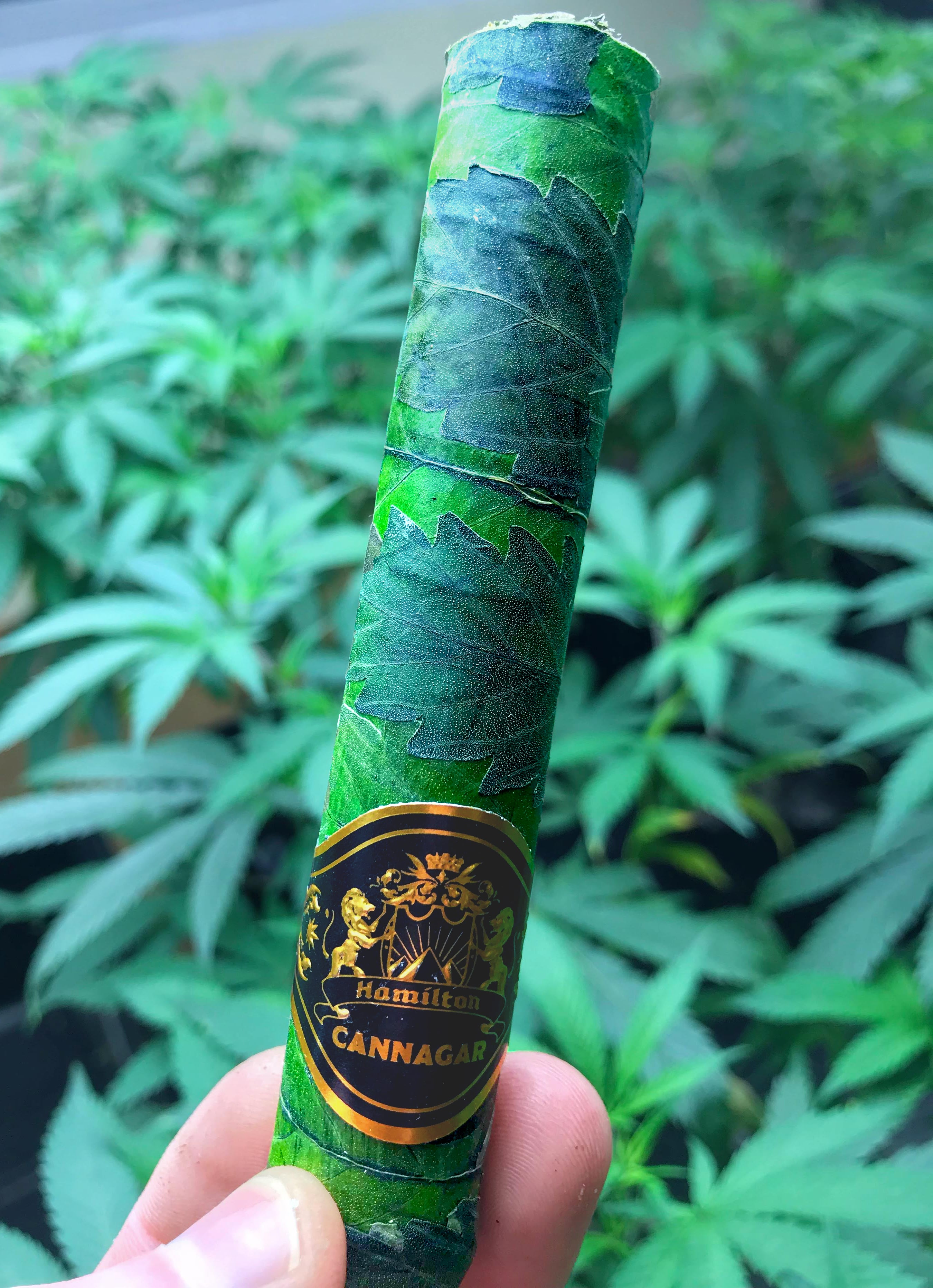 a-hemp-leaf-cannabis-cigar-v0-lpo4qozal41a1.jpg